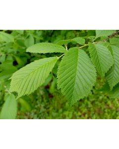 Slippery Elm