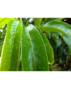 Ground Soursop Leaves