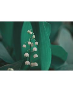 Lily of the Valley