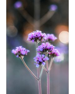 Blue Vervain