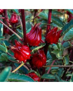 Red Sorrel