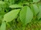 Slippery Elm