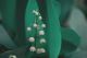 Lily of the Valley