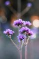 Blue Vervain
