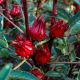Red Sorrel